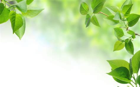 free images of leaves|free leaf background images.